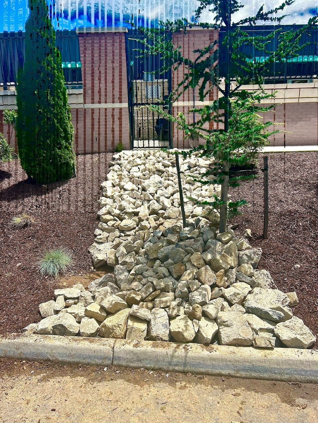 Landscape bed with white rocks around a young tree, bordered by mulch and a gate in the background