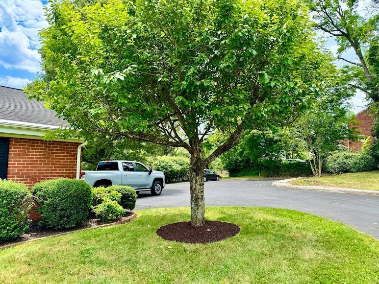 Suburban front yard with a leafy tree, green lawn, driveway, and a white pickup truck near a brick house.