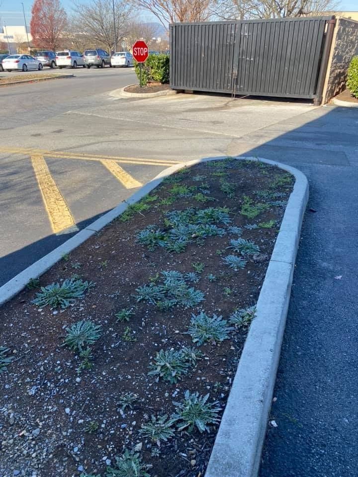Small landscaped median with young plants beside a parking lot and dumpster enclosure.