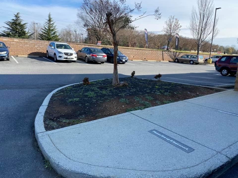 Parking lot with a small tree island, curved sidewalk, and several parked cars on a clear day