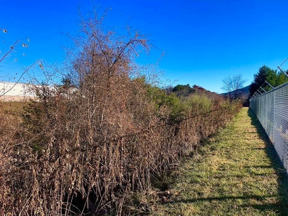 Dry brush along a grassy path beside a chain-link fence under a bright blue sky.