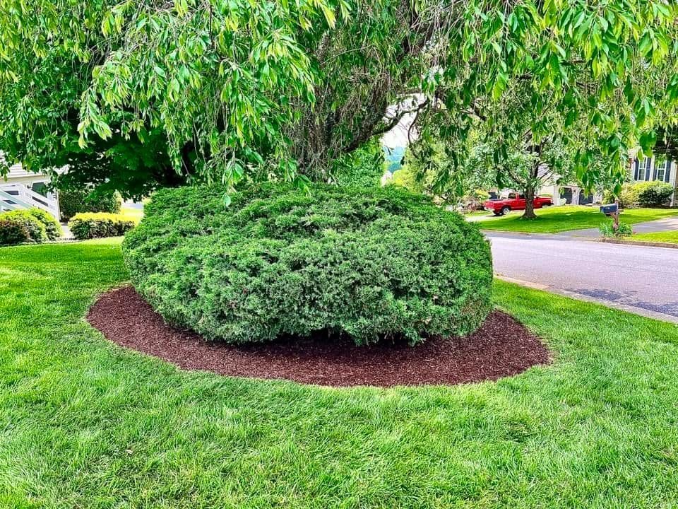 Trimmed round shrub in a green lawn beside a street, with a tree overhead.
