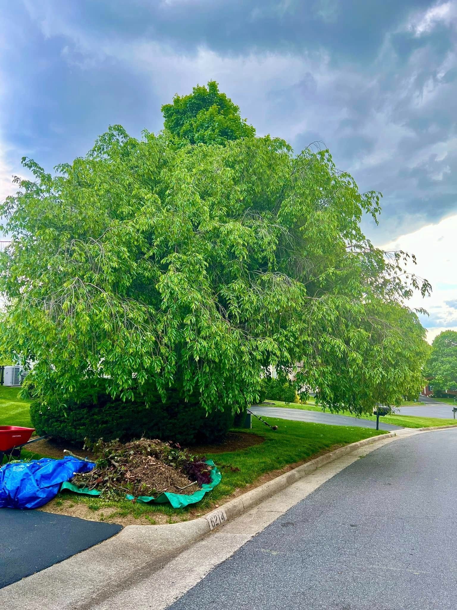 Large leafy green tree beside a curved street and curb, with mulch, blue tarp, and cloudy sky.