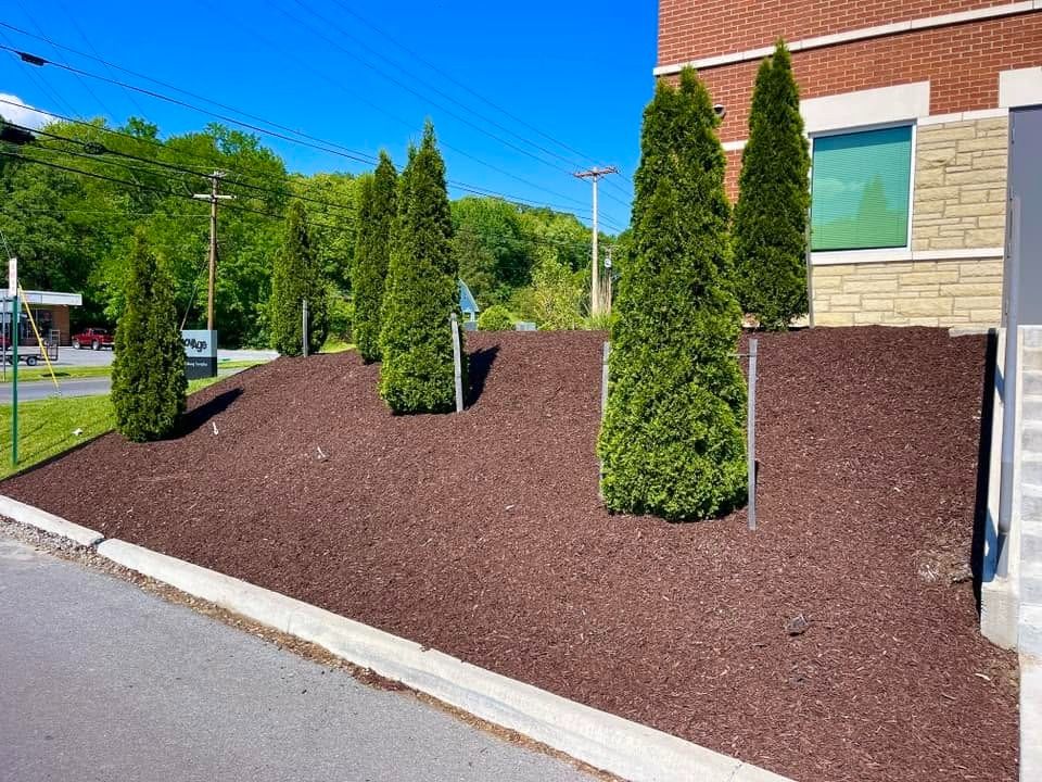 Landscaped building entrance with tall evergreen shrubs in red mulch beside a road