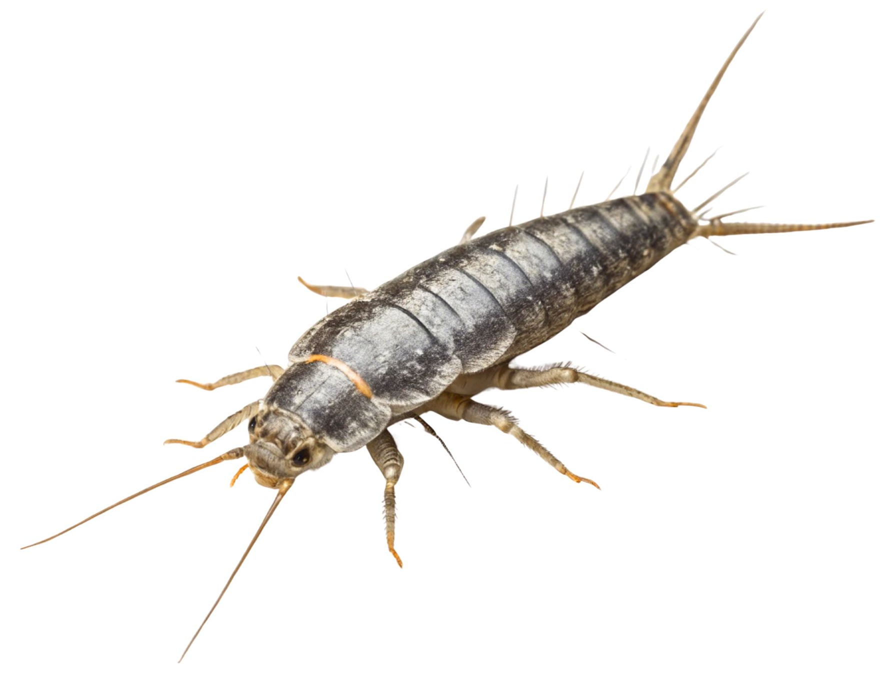 Silverfish insect with silvery-gray body, long antennae, and tail bristles on a white background