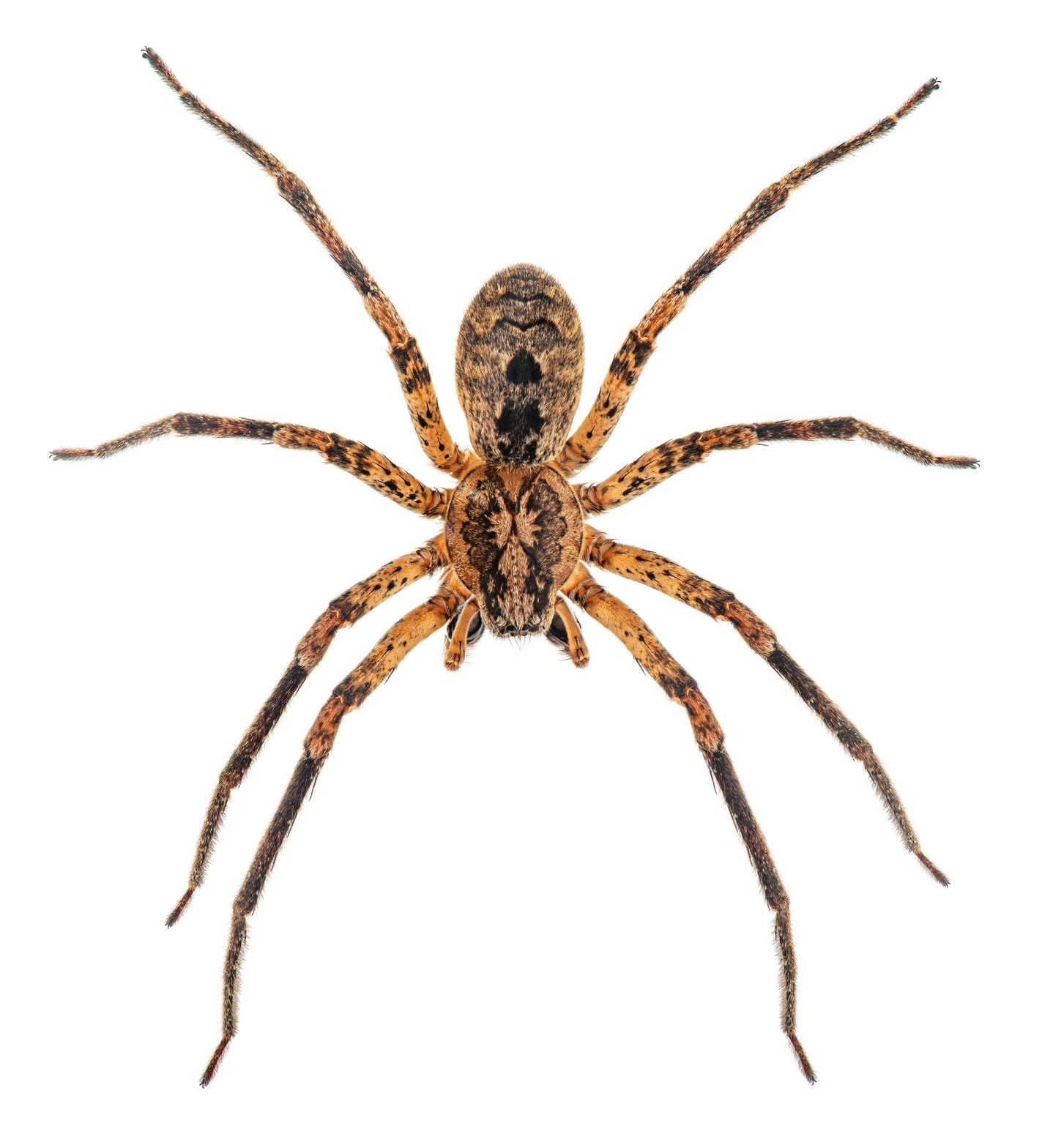 Brown spider with long legs on a white background