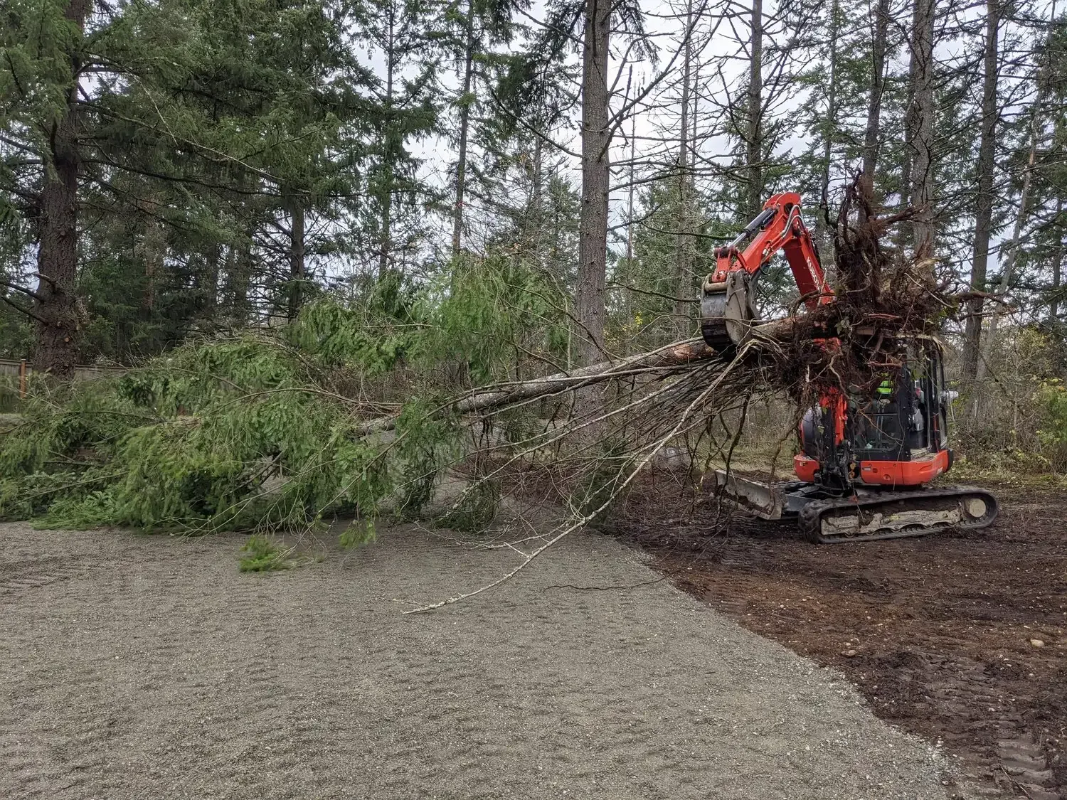 An excavator is moving a pile of fallen trees in a forest.