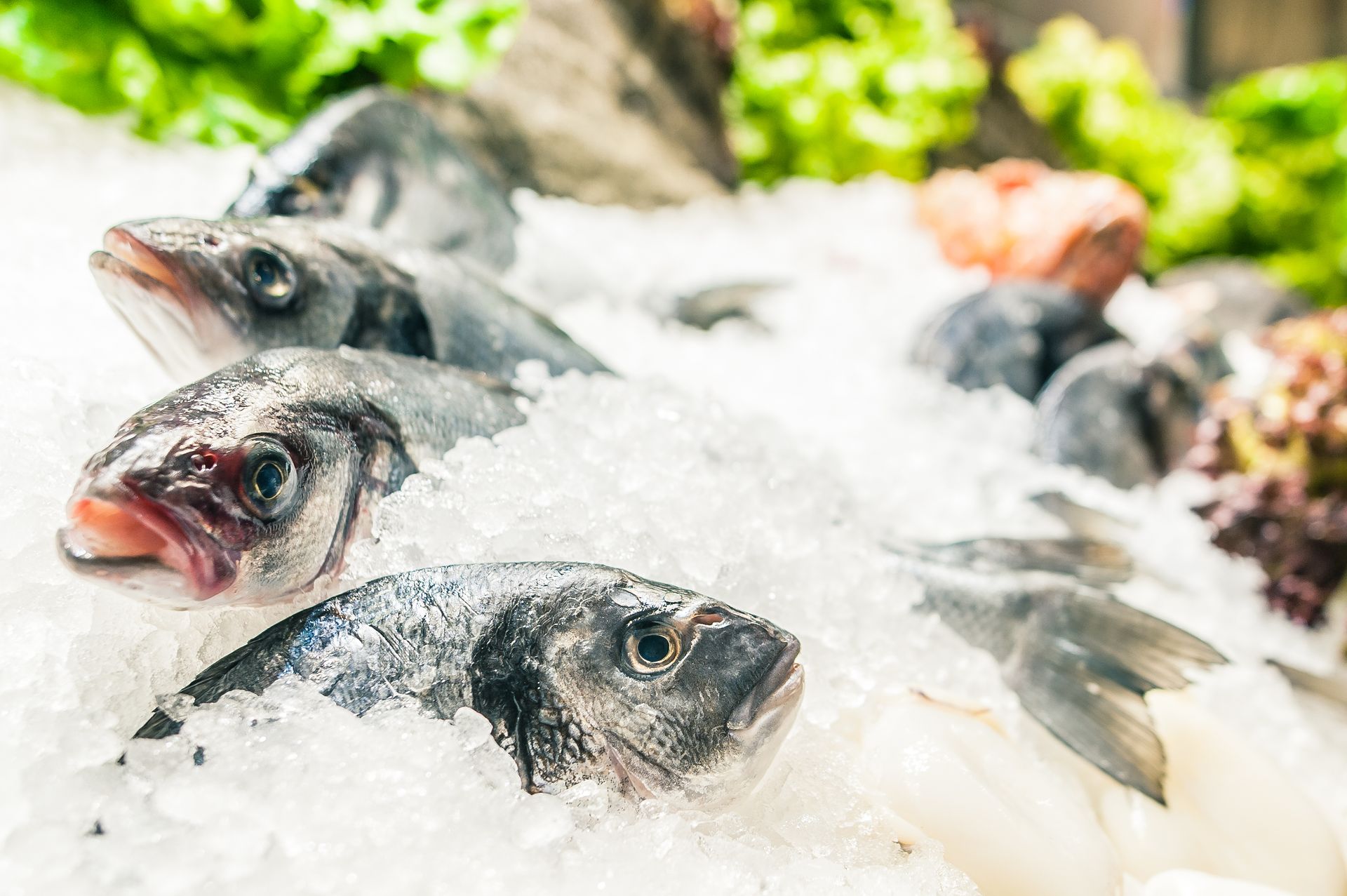 fish submerged on ice