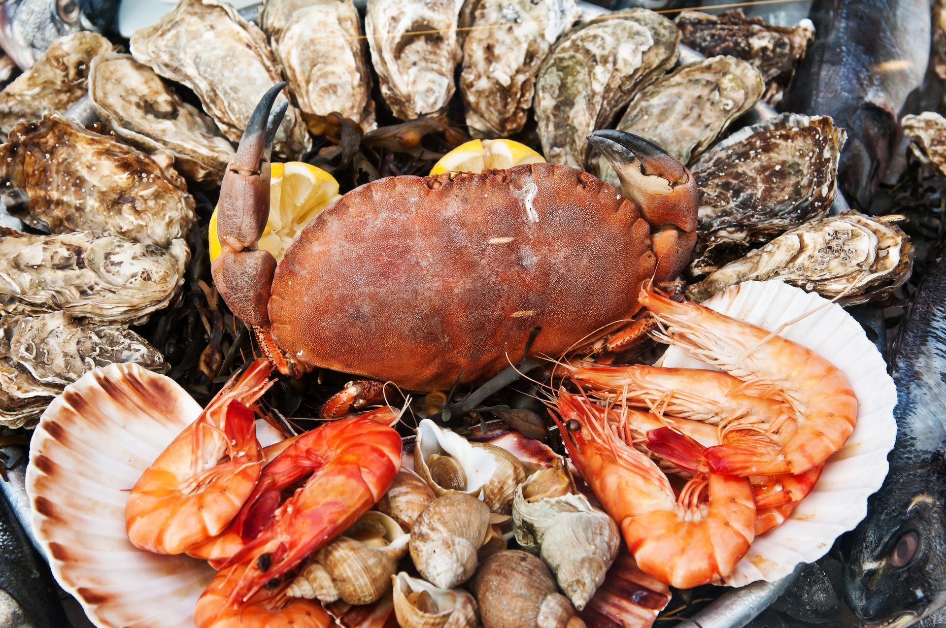 giant crab beside shrimp and clamps