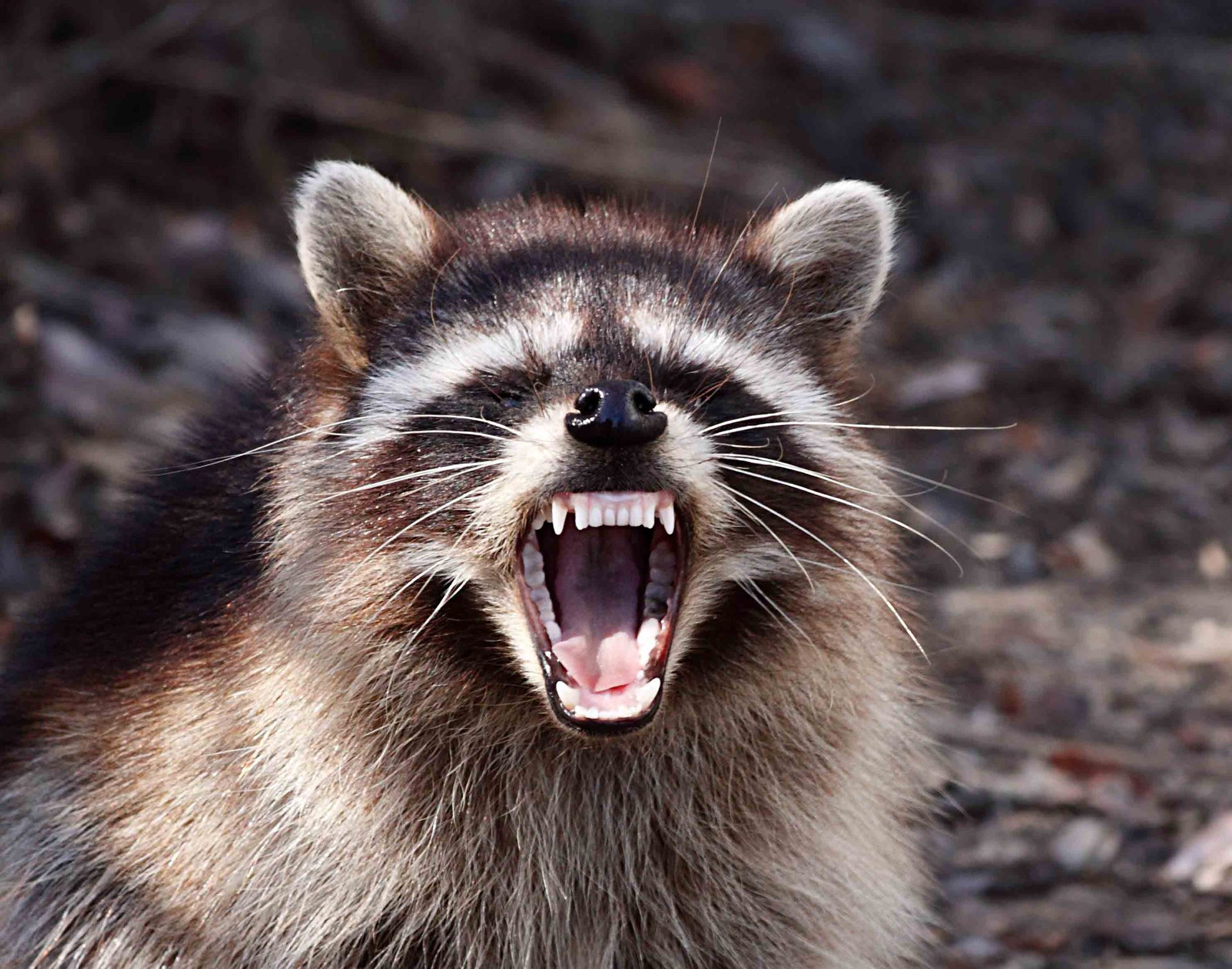 Raccoon — Jacksonville, FL — CritterPro Inc. Raccoon — Jacksonville, FL — CritterPro Inc.