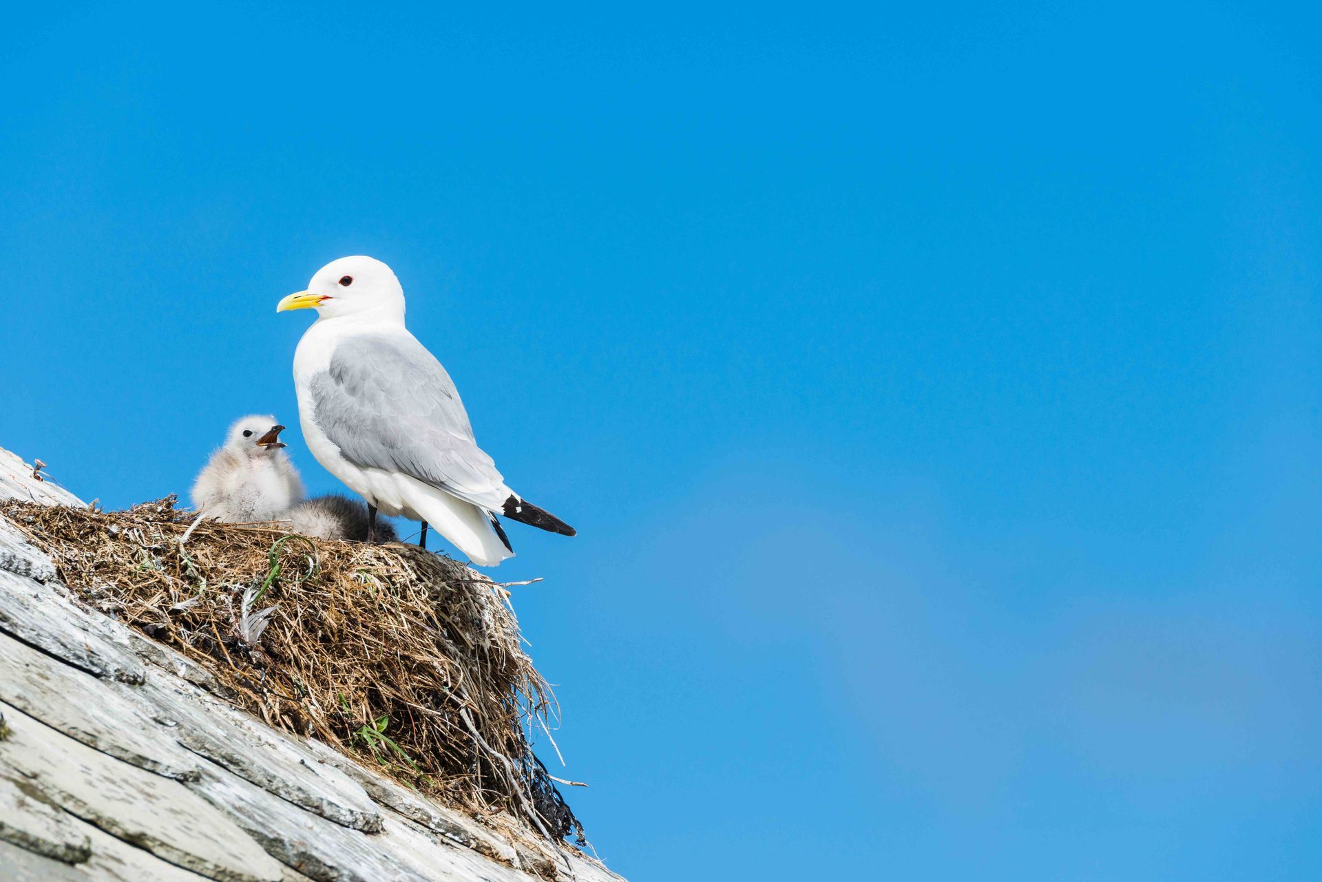 Bird — Jacksonville, FL — CritterPro Inc. Bird — Jacksonville, FL — CritterPro Inc.