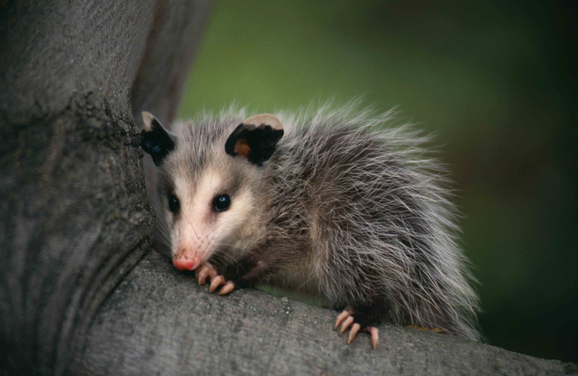 Opossum — Jacksonville, FL — CritterPro Inc. Opossum — Jacksonville, FL — CritterPro Inc.