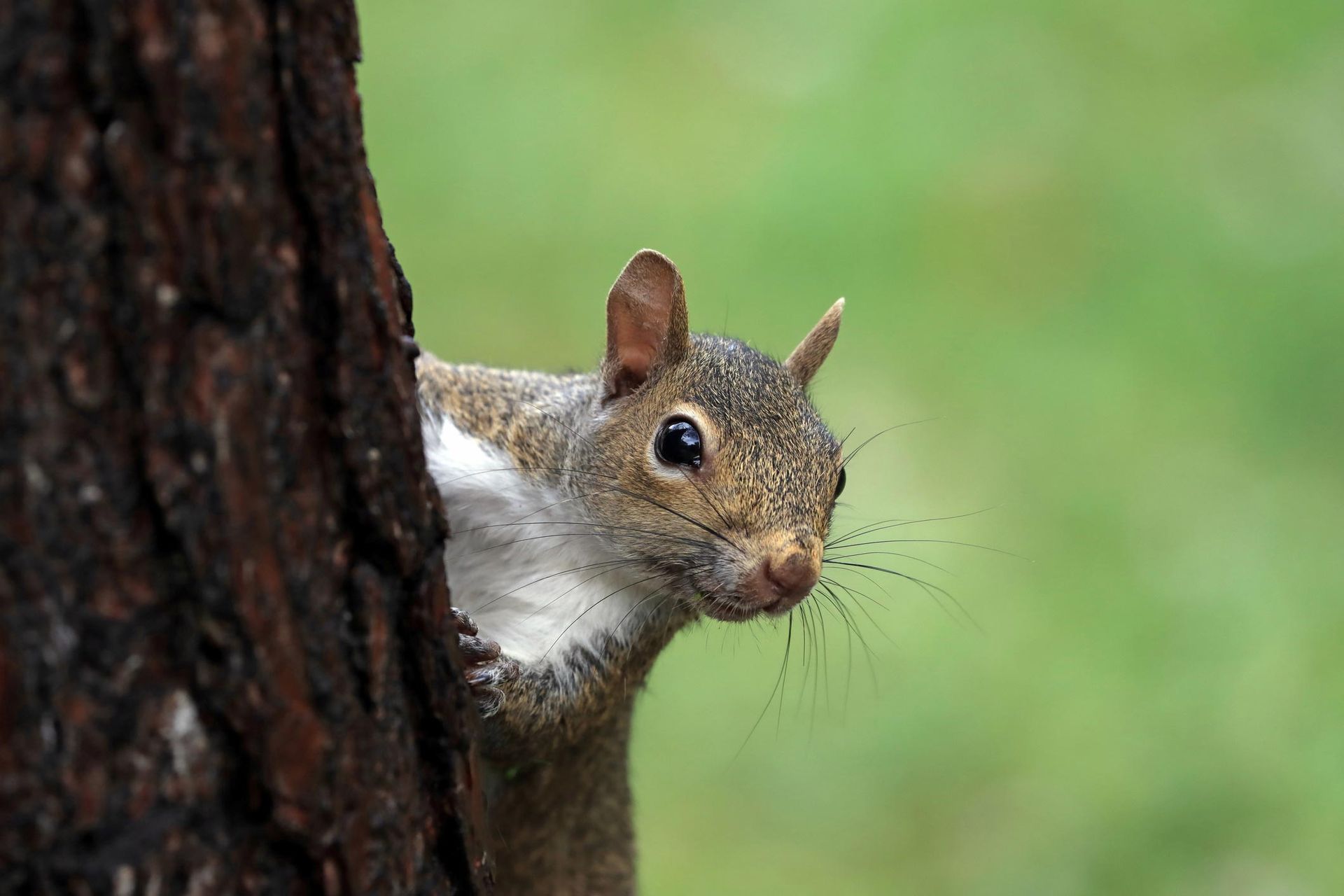 Squirrel — Jacksonville, FL — CritterPro Inc. Squirrel — Jacksonville, FL — CritterPro Inc.