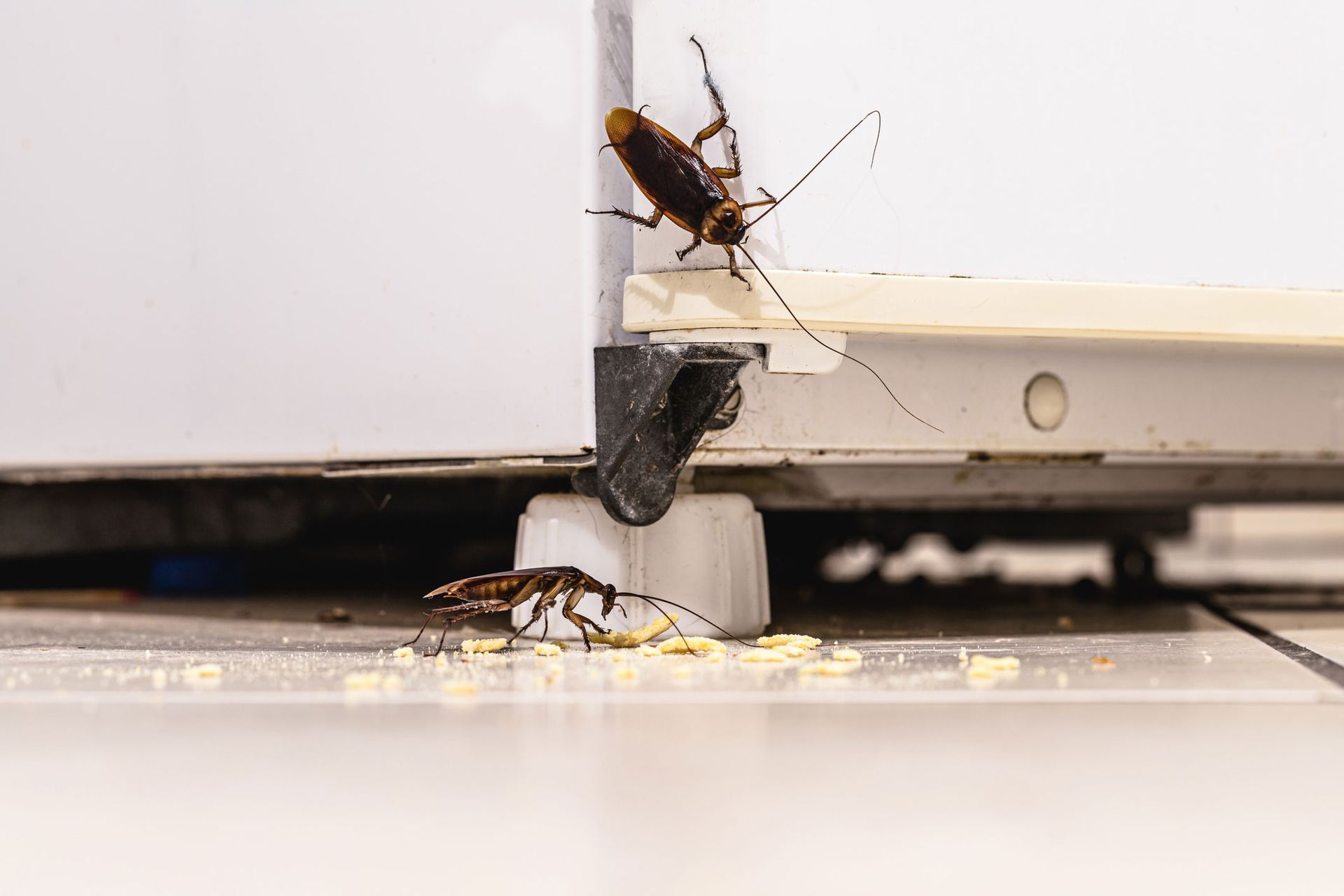 A Group Of Bugs On A White Surface — Jacksonville, FL — CritterPro Inc. A Group Of Bugs On A White Surface — Jacksonville, FL — CritterPro Inc.