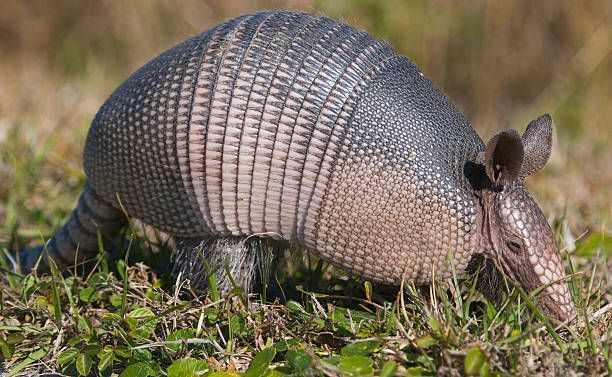 Armadillo — Jacksonville, FL — CritterPro Inc.