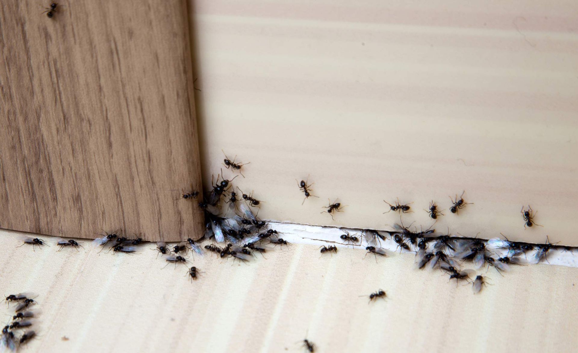 A Group Of Black Ants On The Floor — Jacksonville, FL — CritterPro Inc. A Group Of Black Ants On The Floor — Jacksonville, FL — CritterPro Inc.