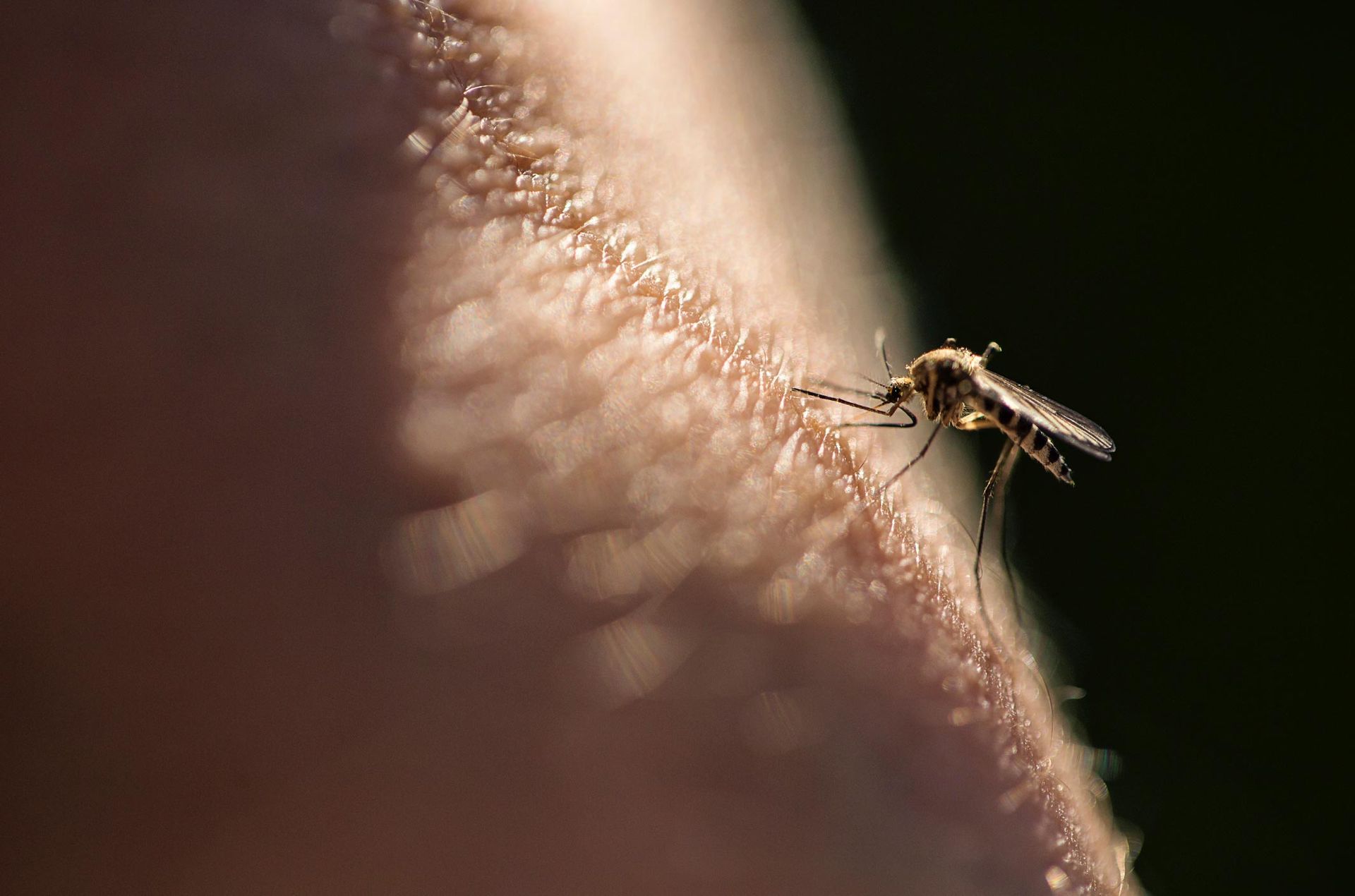 A Mosquito On A Person's Skin — Jacksonville, FL — CritterPro Inc. A Mosquito On A Person's Skin — Jacksonville, FL — CritterPro Inc.