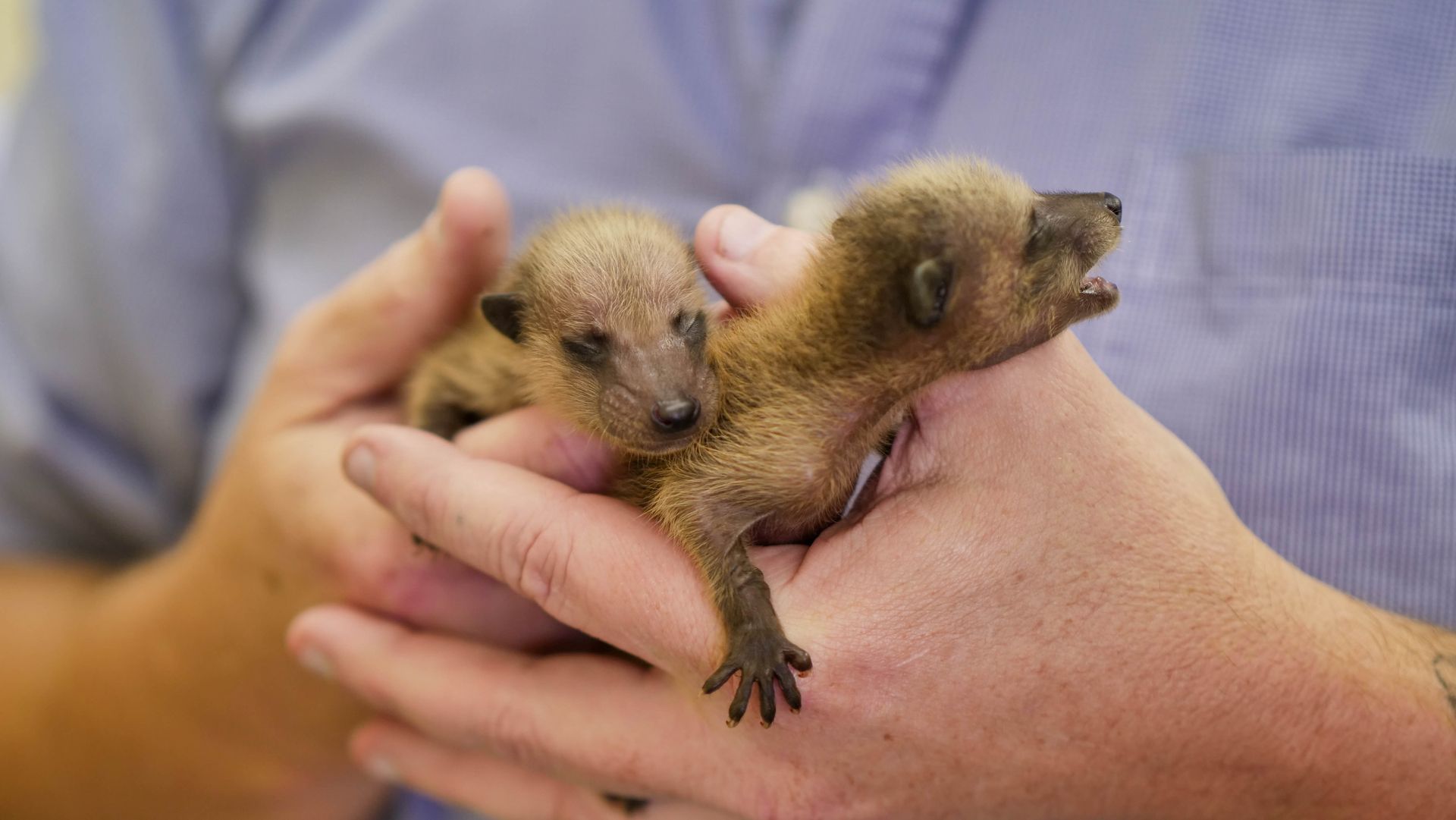 A Pair Of Hands Holding A Baby Animal — Jacksonville, FL — CritterPro Inc.