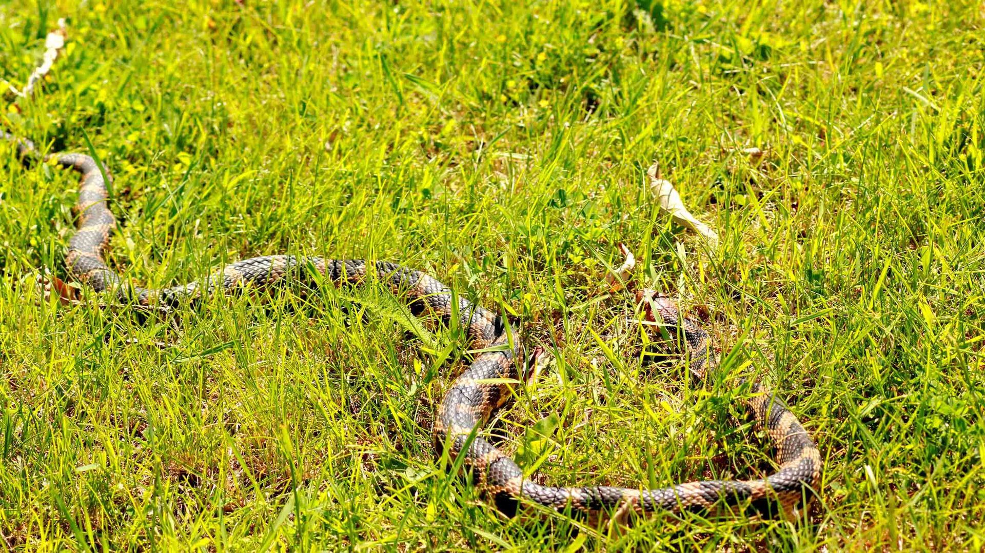 Snake — Jacksonville, FL — CritterPro Inc. Snake — Jacksonville, FL — CritterPro Inc.