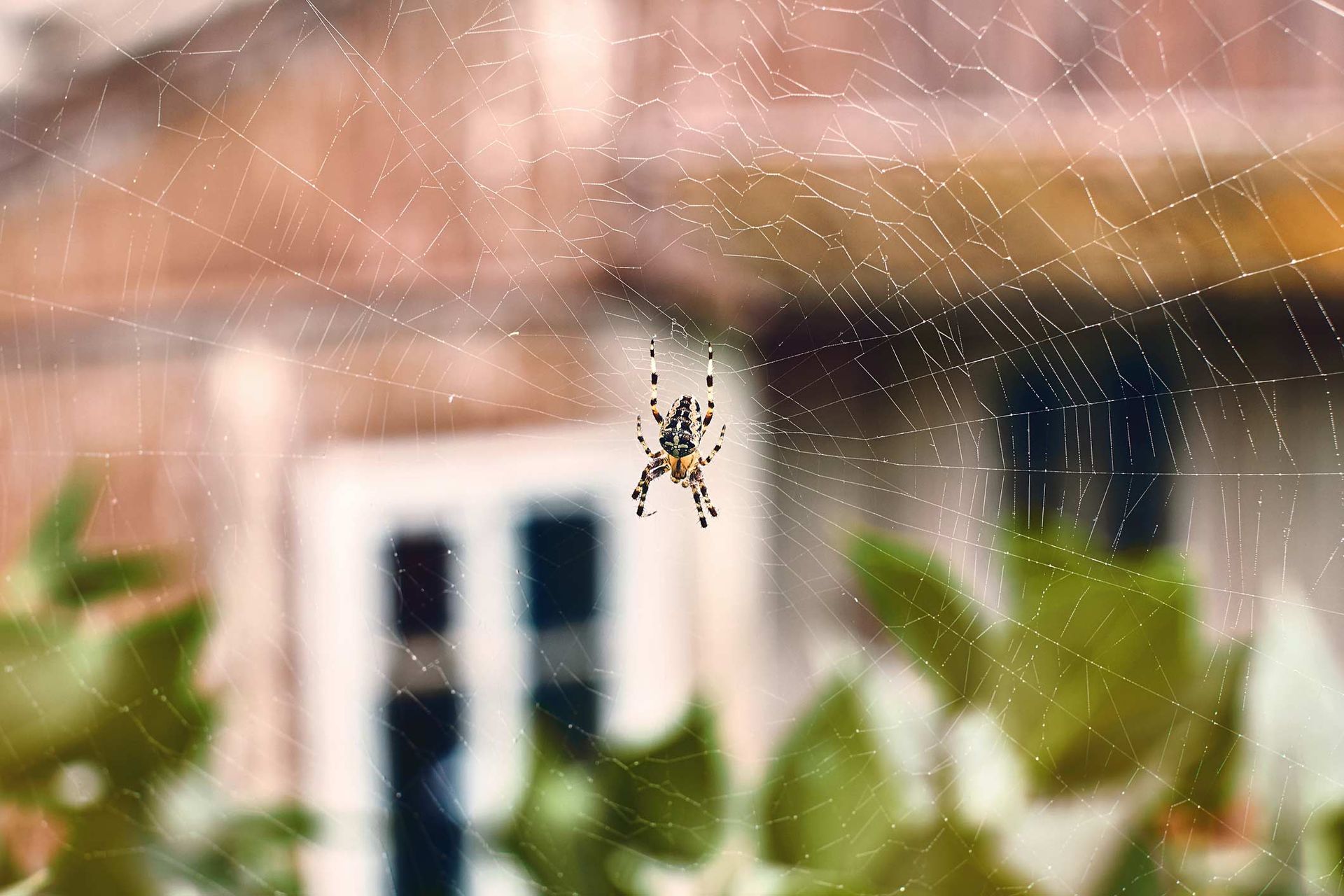 A Spider In A Web — Jacksonville, FL — CritterPro Inc. A Spider In A Web — Jacksonville, FL — CritterPro Inc.