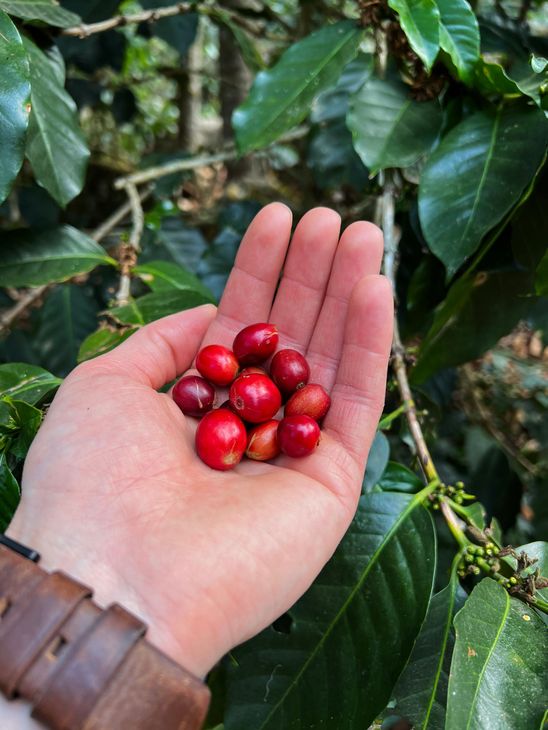 A person is holding a bunch of red coffee beans in their hand.