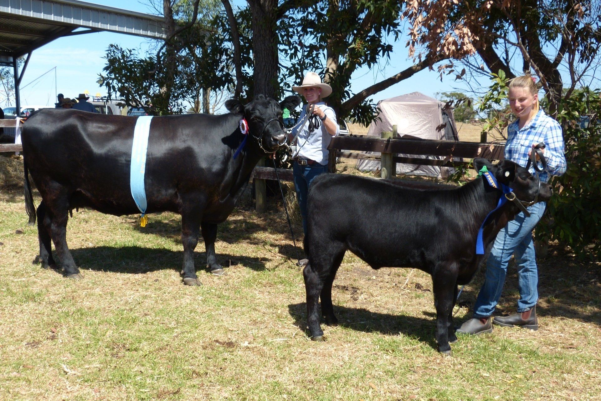Two people standing in a sunny, grassy outdoor area, each holding a halter lead for a black cow and a black calf.