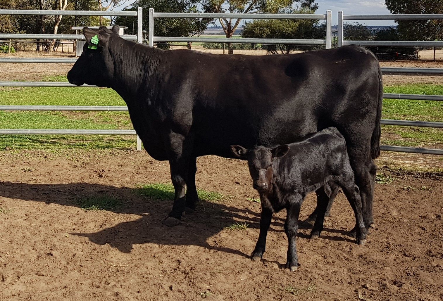 A black cow standing in a dirt-floored pen with a small black calf by its side.