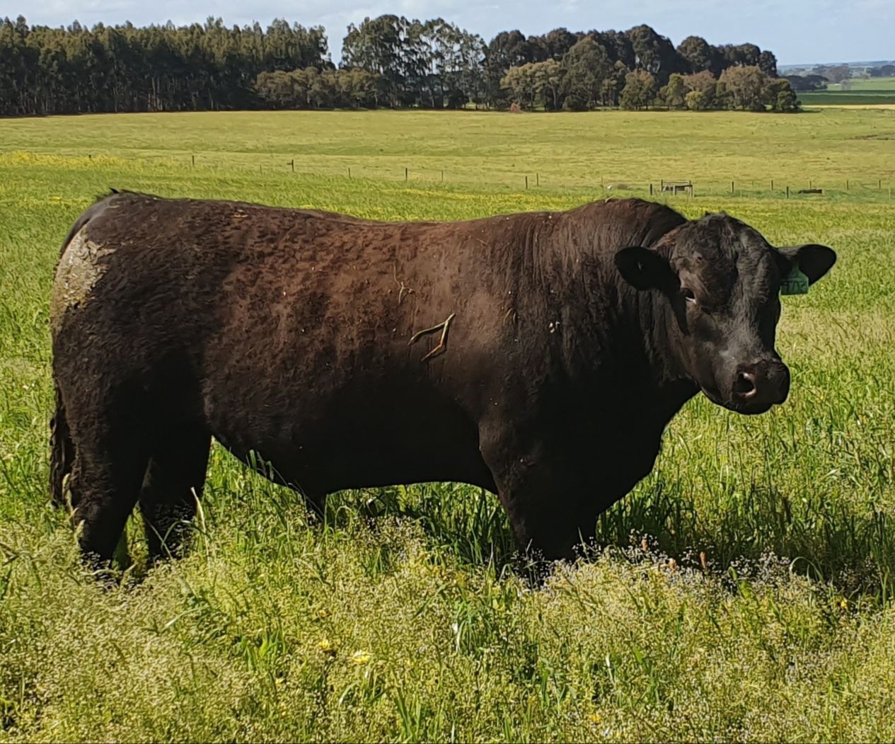 black angus 