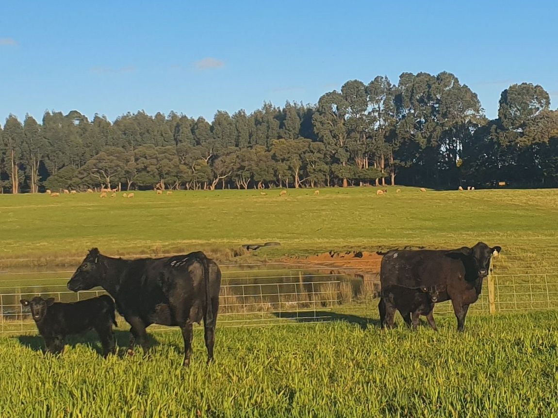 cows and calves
