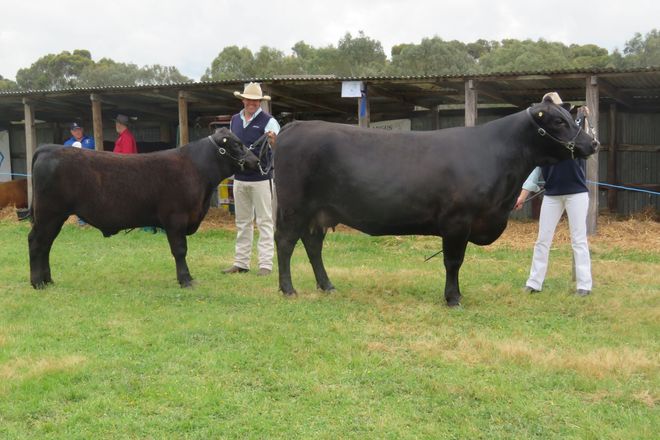 Owners with their angus cow & calf