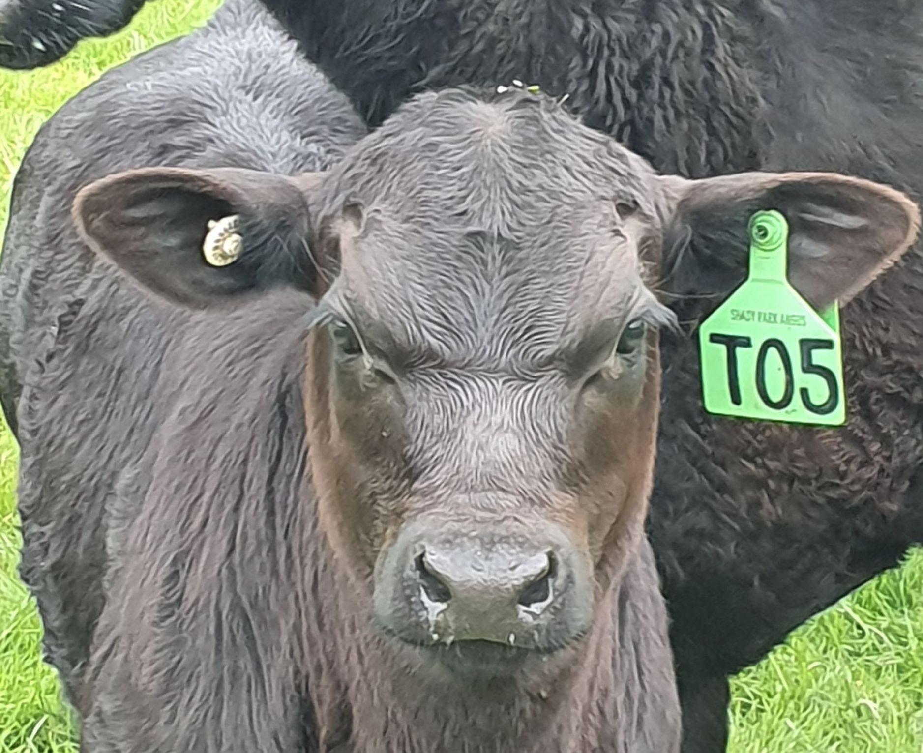 angus