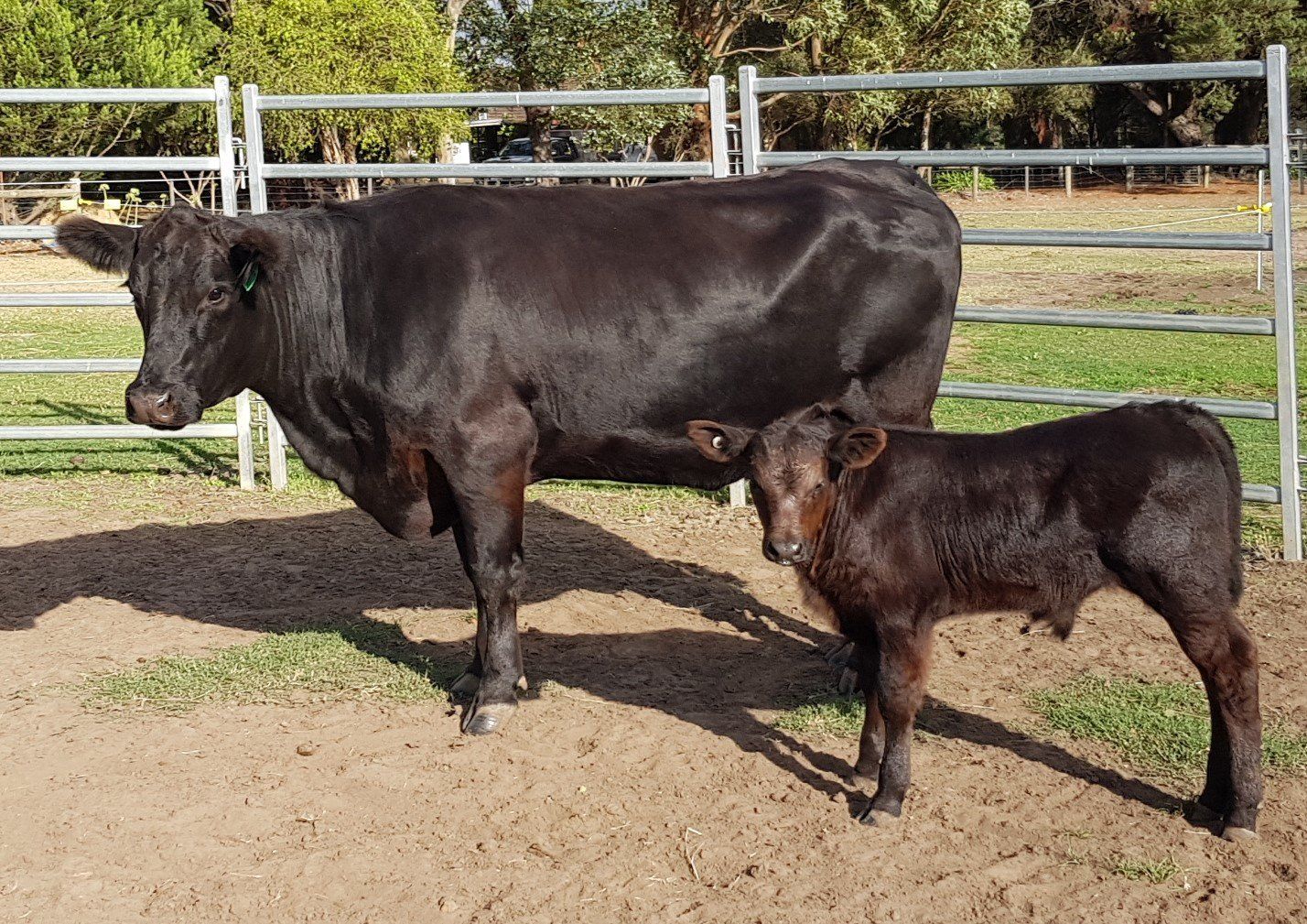 A black cow standing with its calf inside a fenced-in, dirt-floored enclosure.