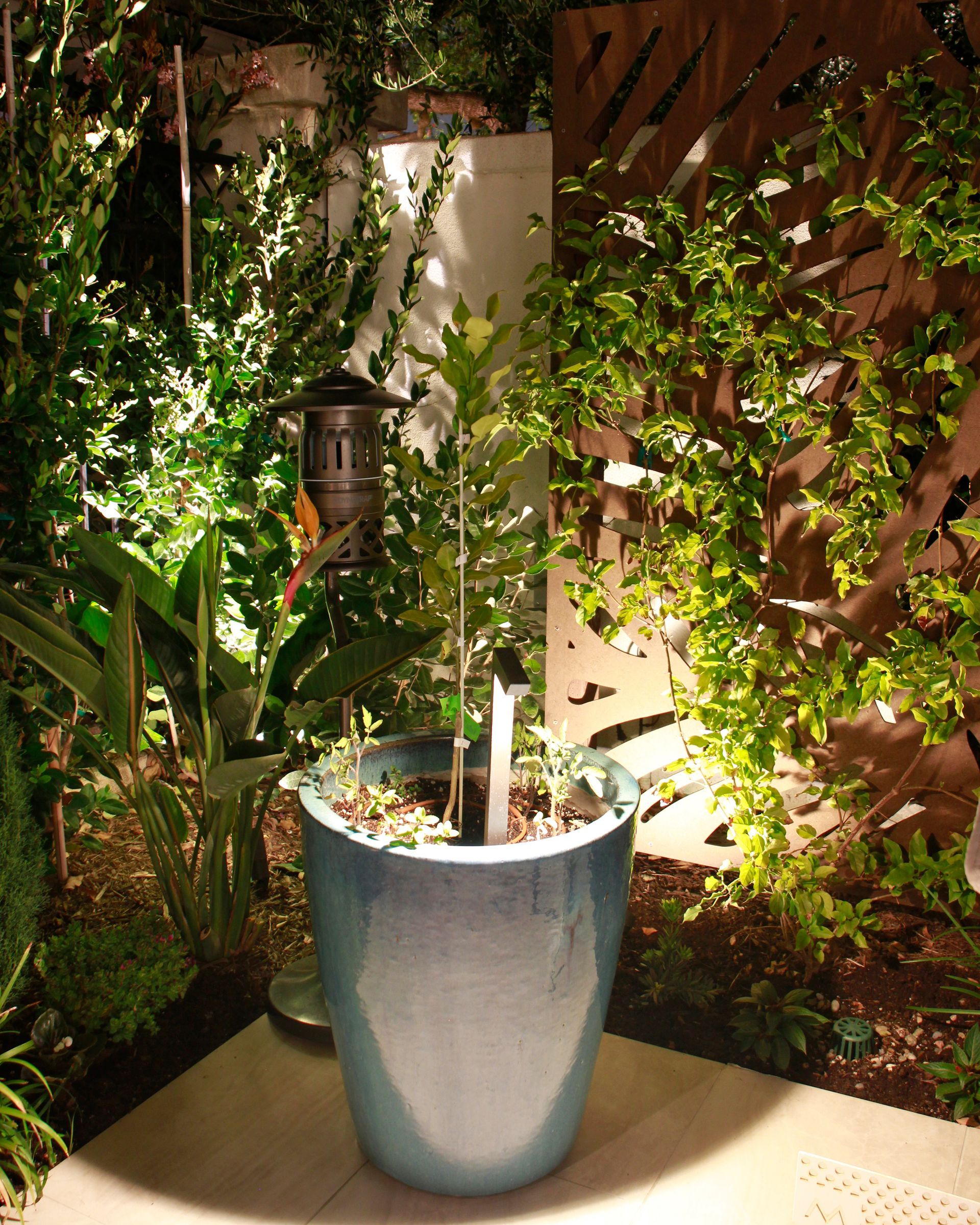 Large blue planter with a small tree in a lush garden at night, lit by warm lights