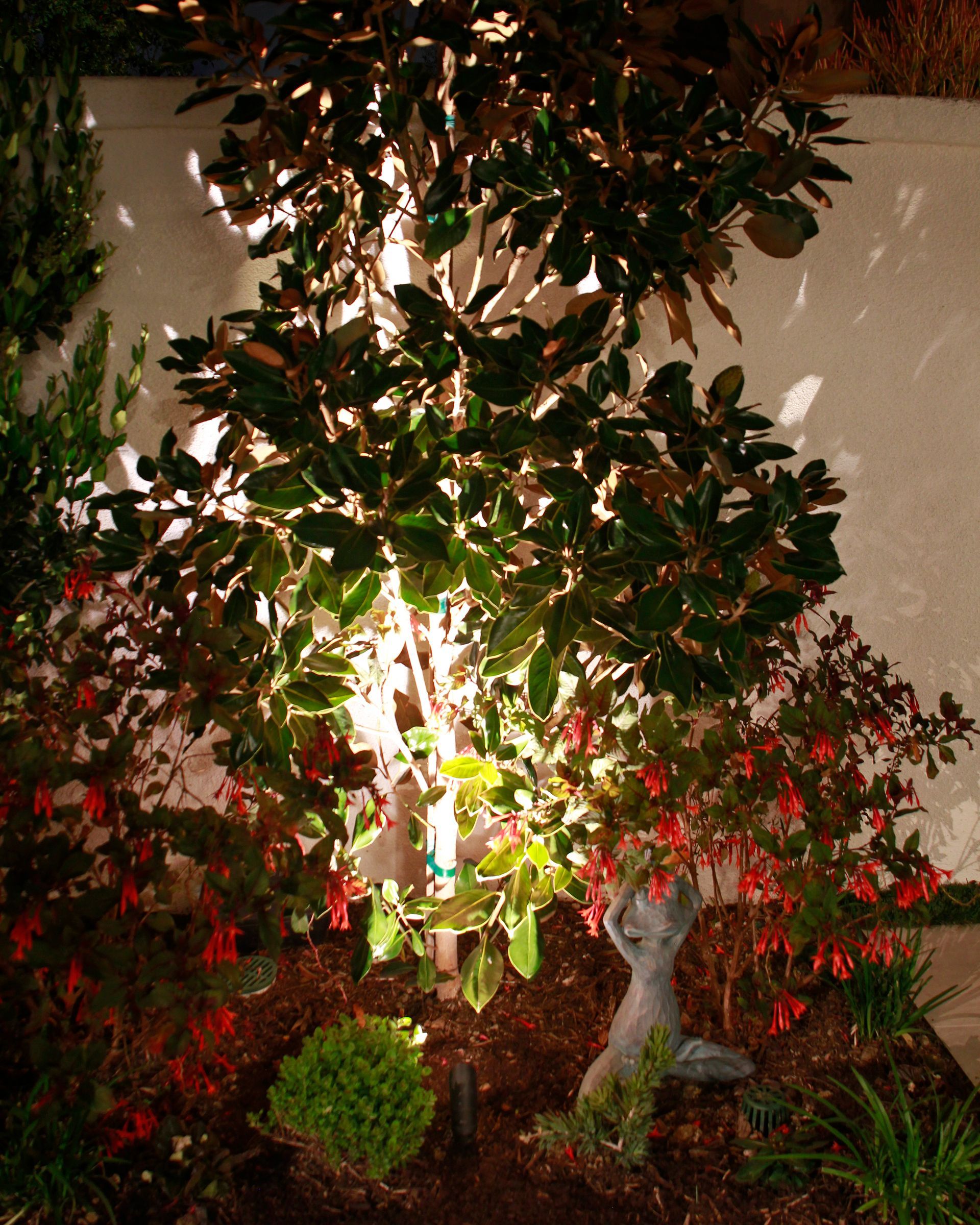 Illuminated tree and shrubs in a landscaped garden at night, with red flowers and a white wall backdrop