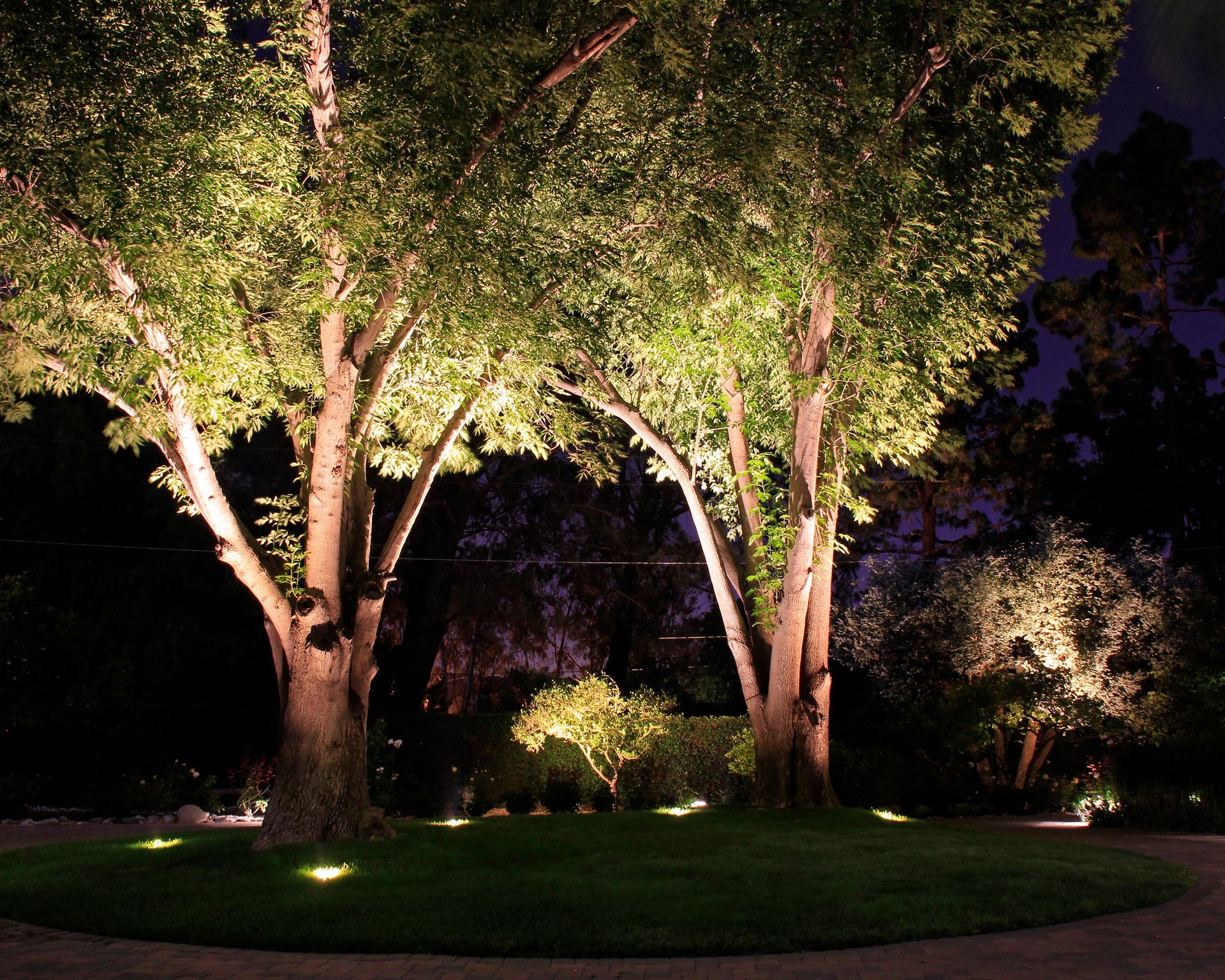 Illuminated trees and shrubs in a landscaped garden at night