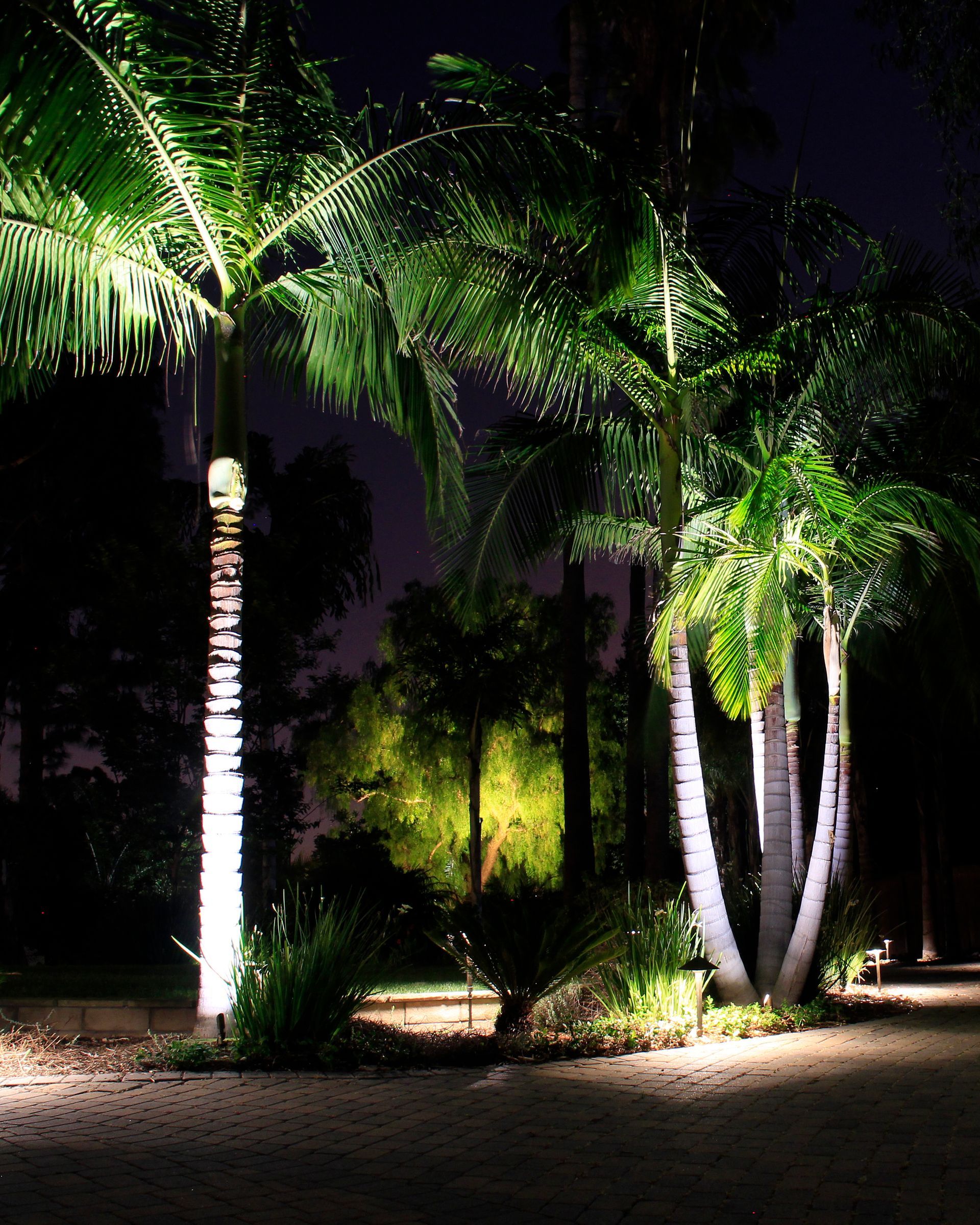 Illuminated palm trees in a landscaped garden at night, with dark sky and spotlights on trunks and fronds