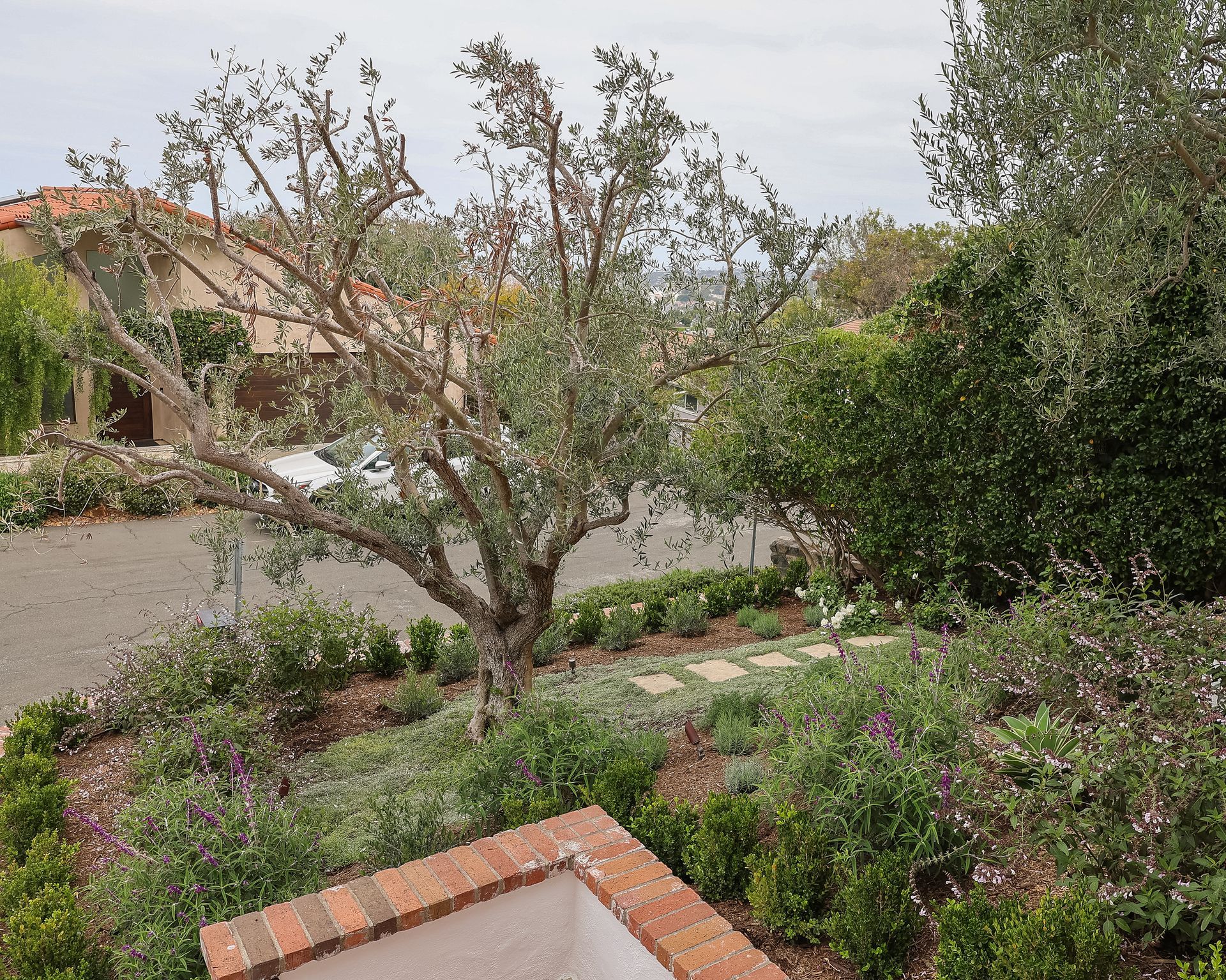Garden with a leafless tree, flowering shrubs, and a driveway beside a house.