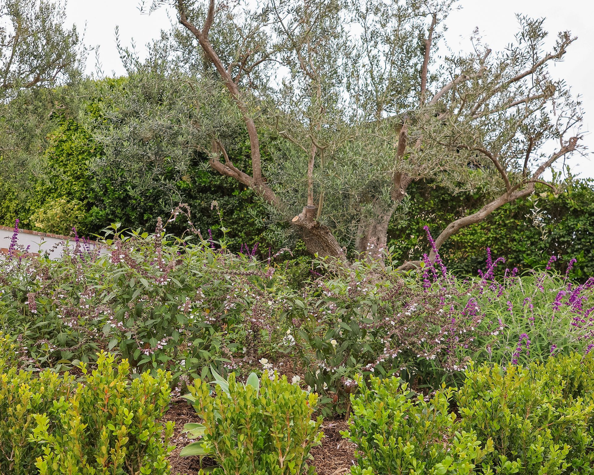 Dense shrubs and wildflowers surrounding a fallen, leafless tree in a garden or natural landscape.