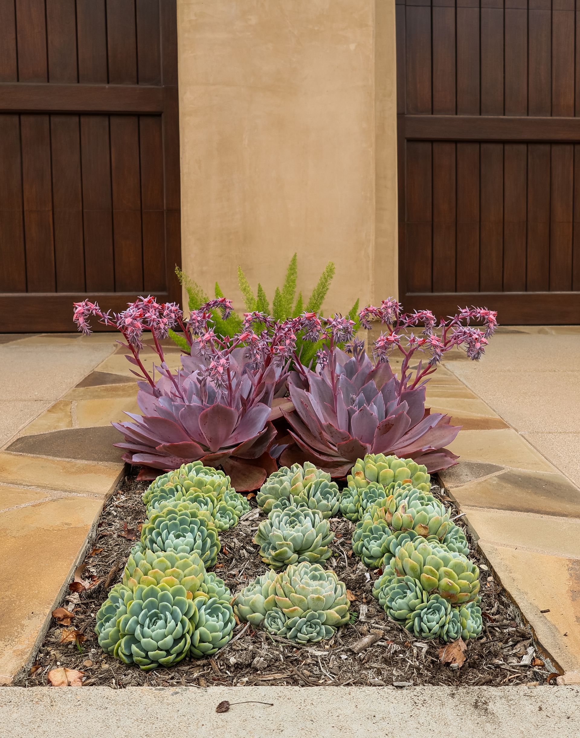 Succulent garden bed with green and purple rosettes in a courtyard against wooden doors