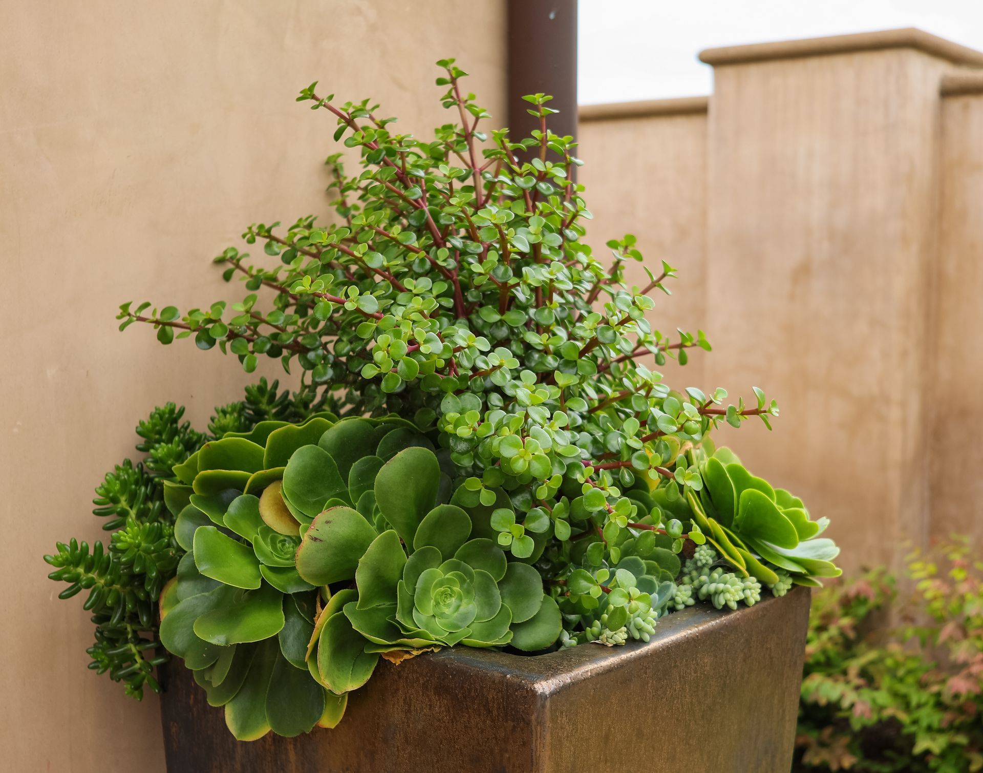 Green potted succulent and trailing plant arrangement in a square planter against a beige wall