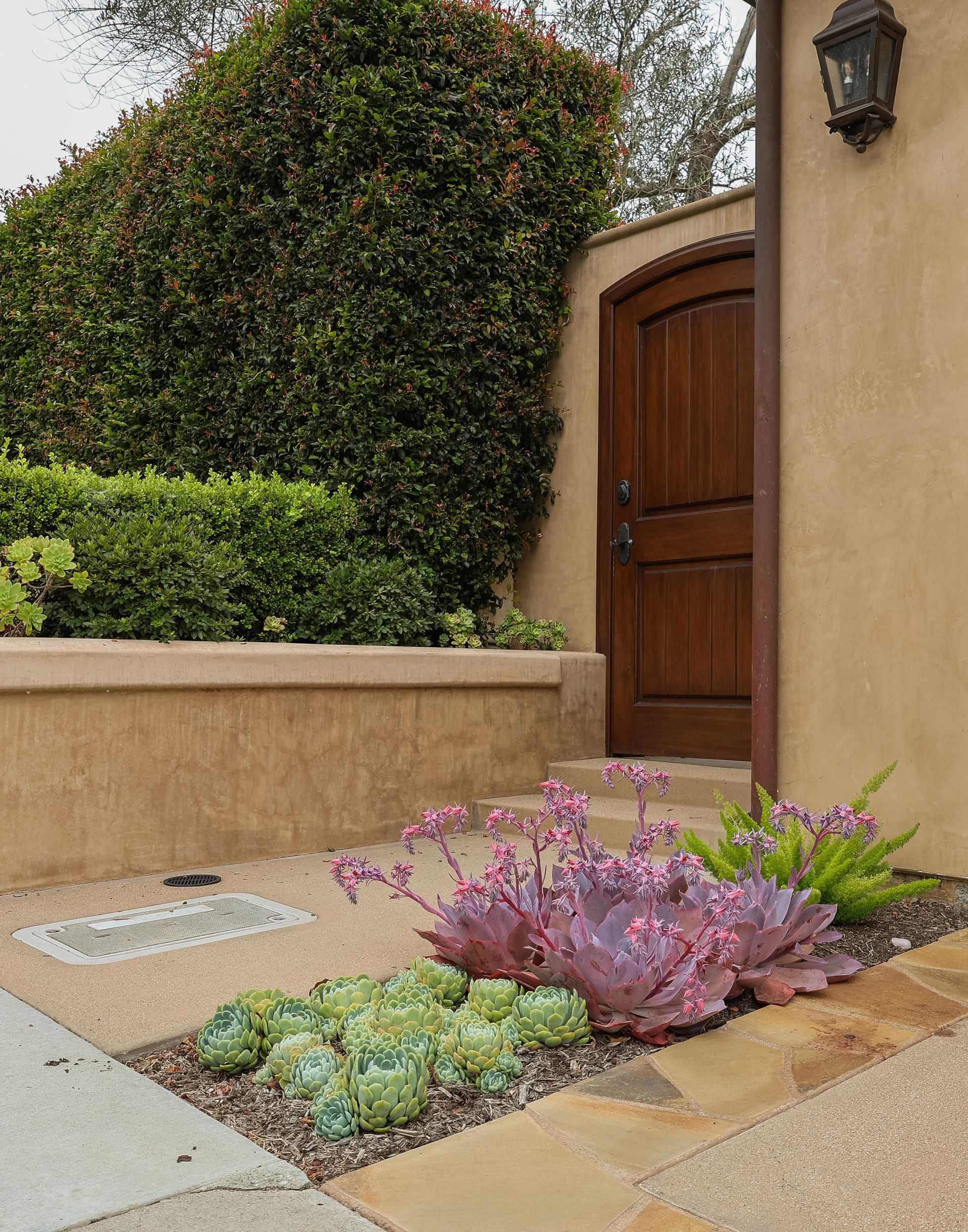 Courtyard garden with succulents and pink flowers beside a stucco wall and wooden door