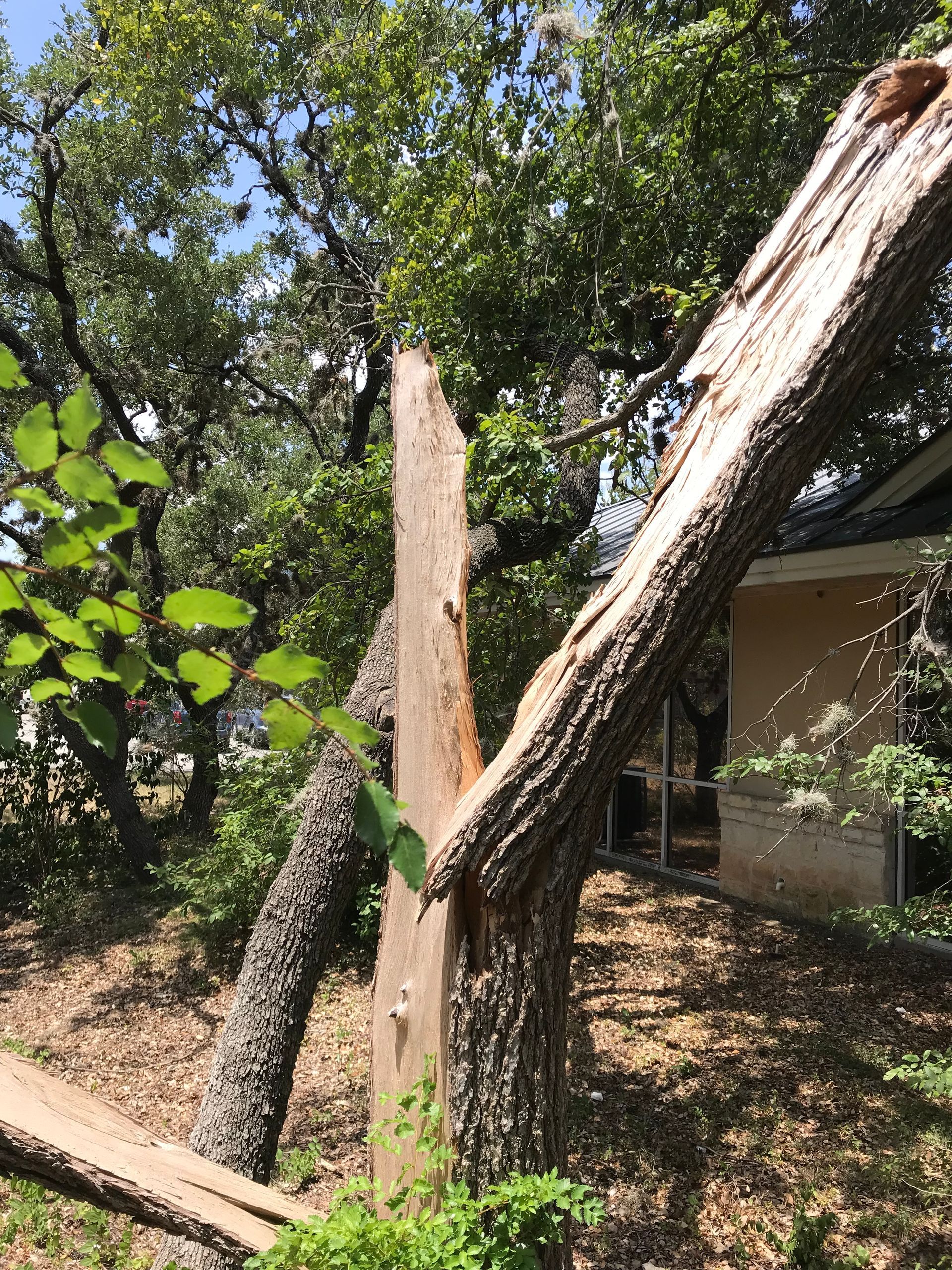 Emergency tree removal New Braunfels TX