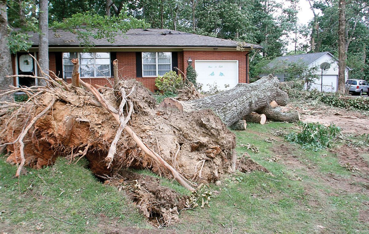 Salyers Bulverde TX Emergency tree removal