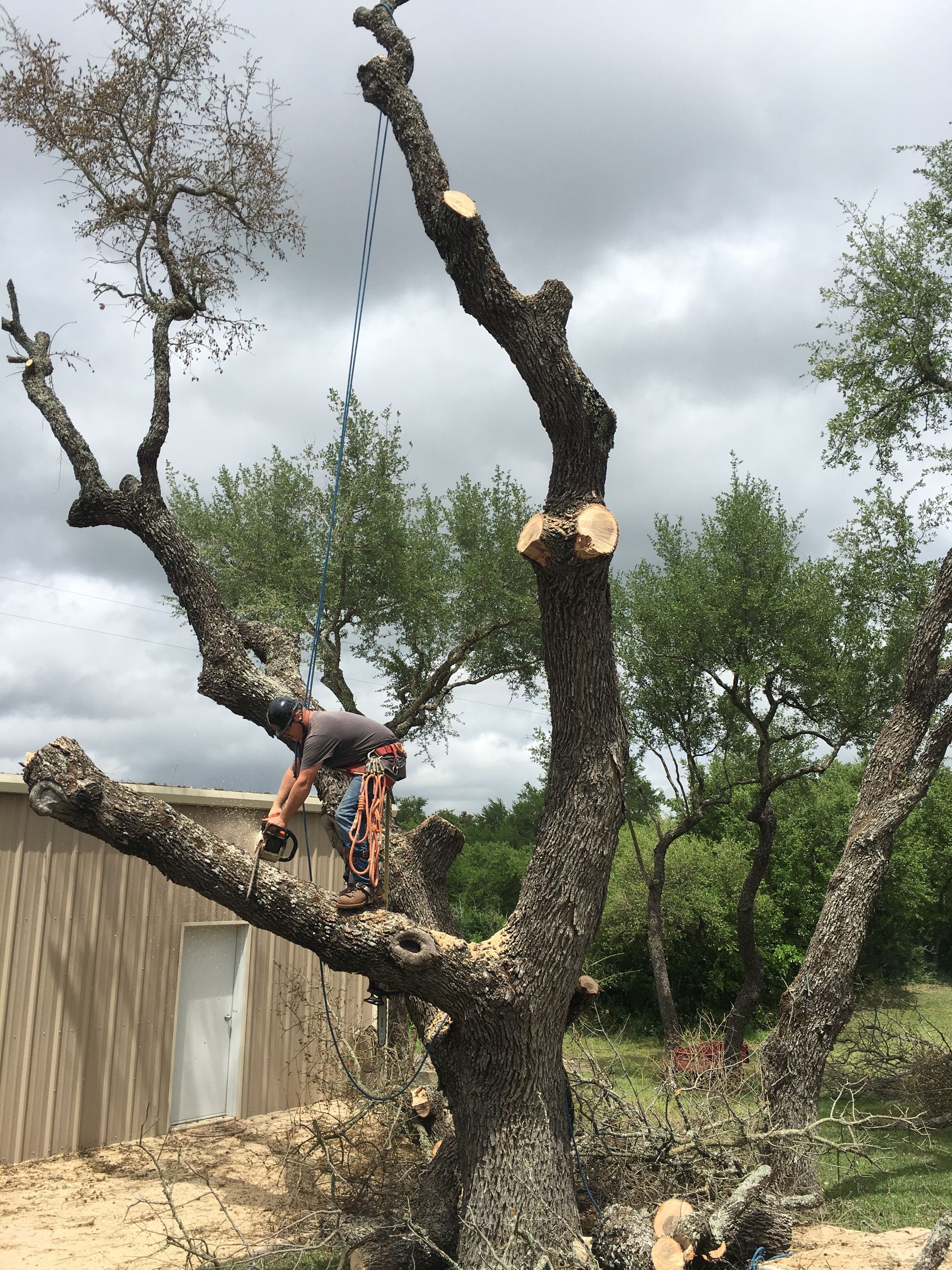 Salyers Emergency tree removal company Blanco