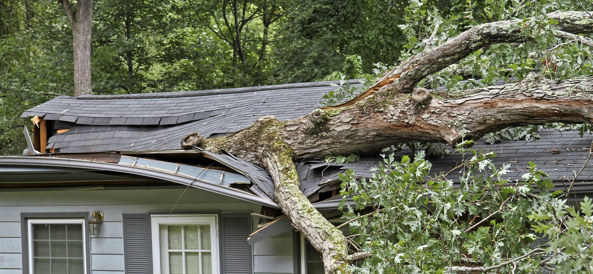 Salyers Emergency tree removal services Fischer TX