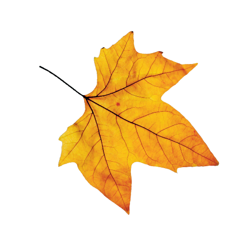 leaf icon