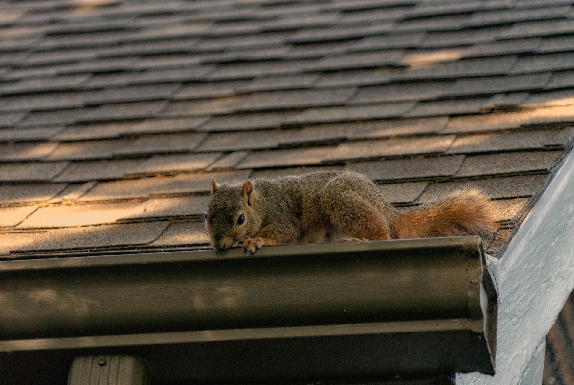 animal in gutter issues