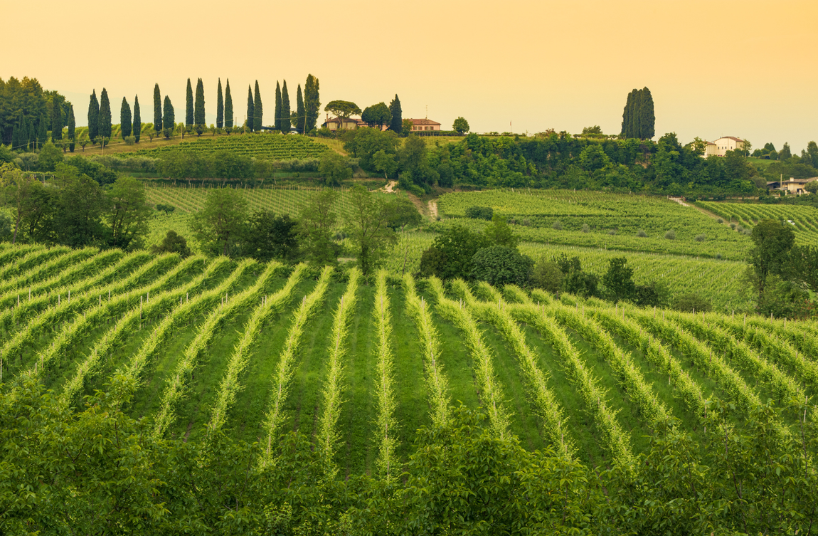 Le Colline del Prosecco di Conegliano e Valdobbiadene: Un Patrimonio di Bellezza e Tradizione

Immerso nel cuore del Veneto, tra le dolci curve della provincia di Treviso, si estendono le 
affascinanti Colline del Prosecco di Conegliano e Valdobbiadene. Questo angolo di paradiso è stato 
inserito Patrimonio dell'Umanità dall'UNESCO, grazie alla sua perfetta fusione tra l'opera dell'uomo e la bellezza naturale. 
Qui, la mano esperta dei viticoltori ha modellato un paesaggio che racconta storie di tradizione e innovazione, 
dove ogni filare di vite narra la passione e la dedizione di generazioni.

Le terrazze vitate, con la loro geometria armoniosa, disegnano un quadro
 che muta con il cambiare delle stagioni, offrendo uno spettacolo di colori e profumi.