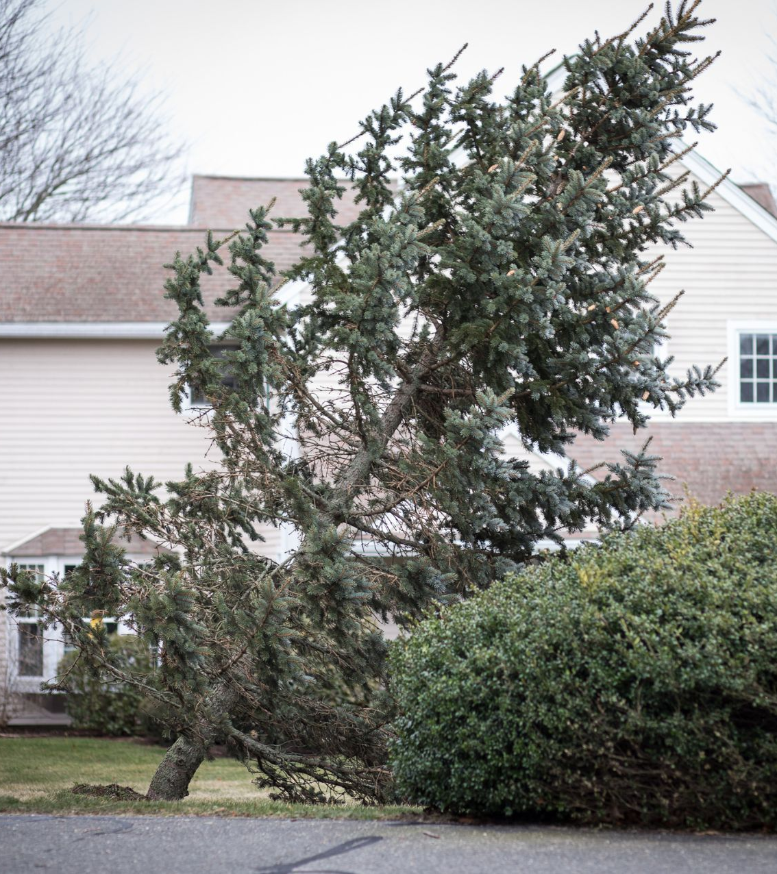 5 Signs Your Tree Is a Safety Hazard | Keil Tree Experts