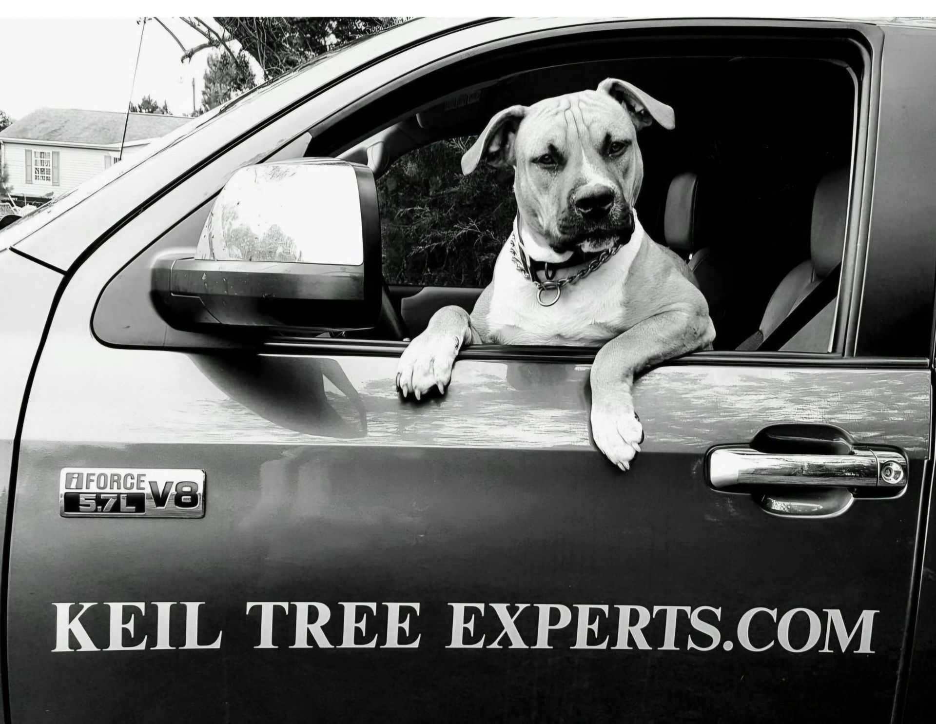 A dog sticking its head out of the window of a truck